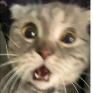 Meet your Posher, Juan